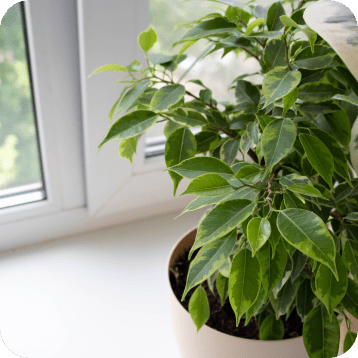 Indoor Air Quality in Springfield, MO